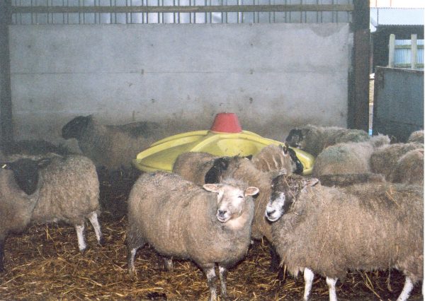 Sheep lick tank