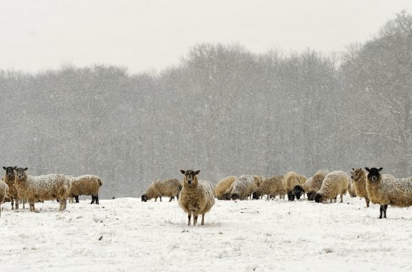 QLF Sheep Sugar