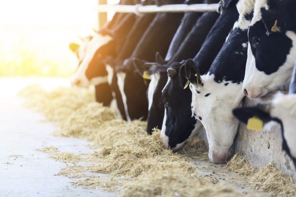 QLF Dairy Sugar