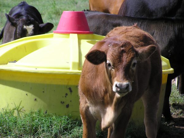 Magnesium supplement for cows.